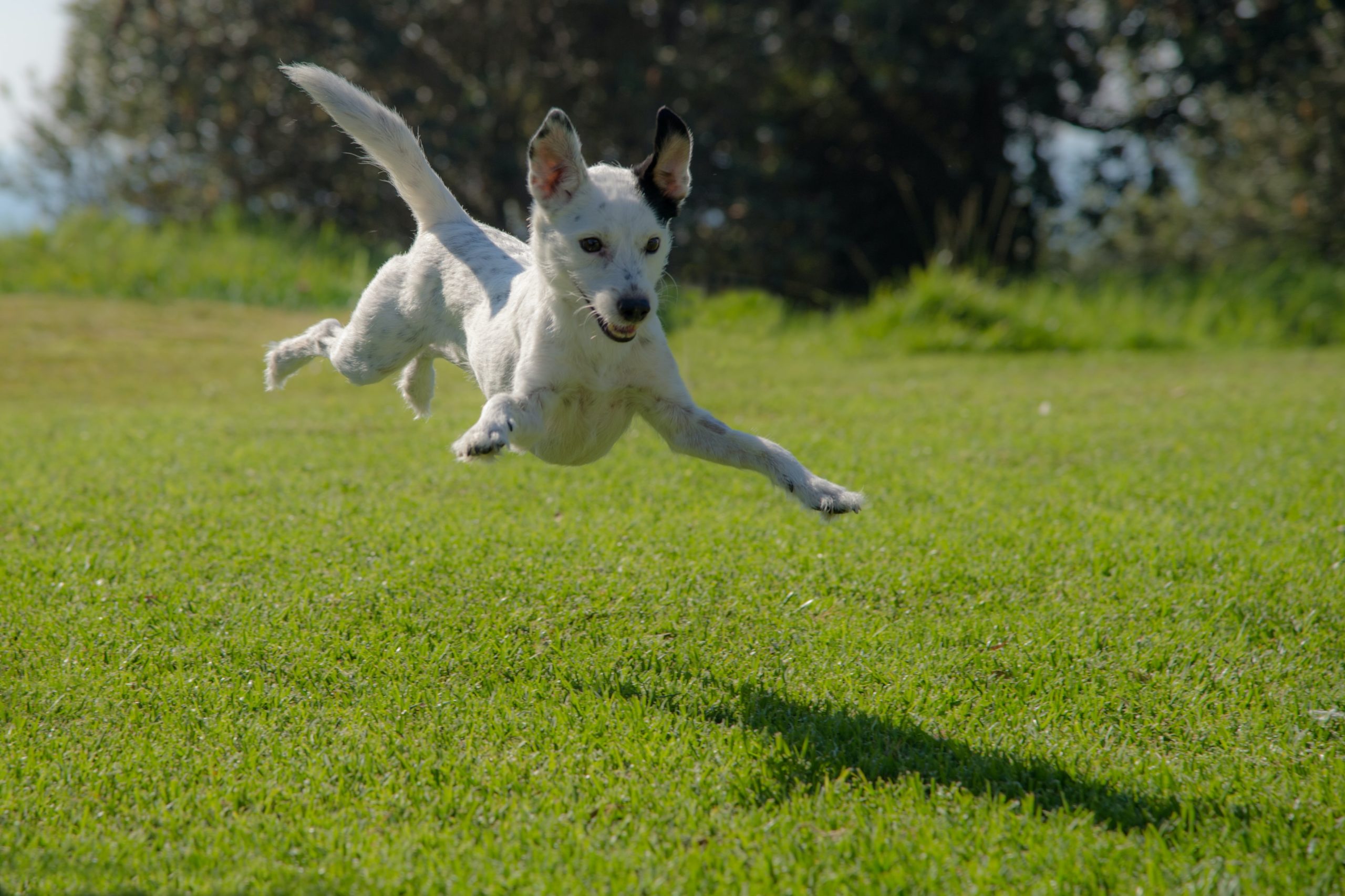 Dog Parks in Greenville SC