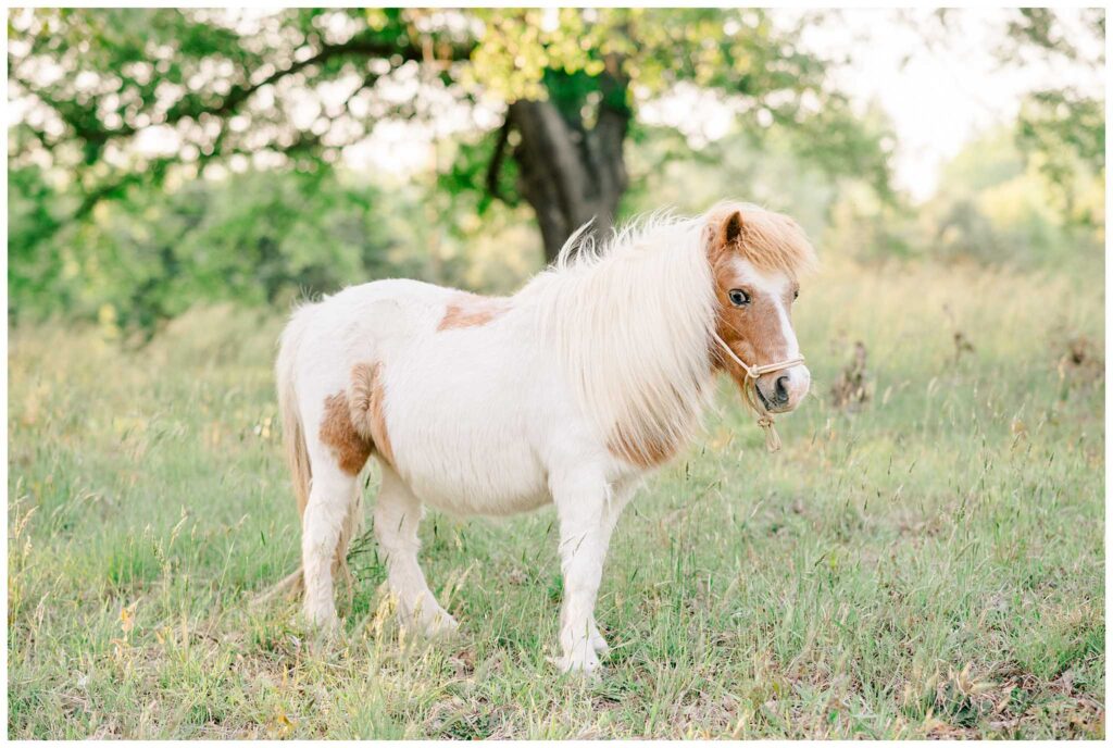 Mini Horse Photoshoot Near Greenville, South Carolina