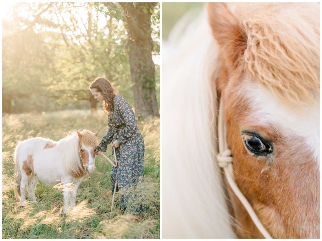 Mini Horse Photoshoot Near Greenville, South Carolina